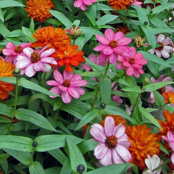 Zinnia Double Mixed Color Seeds